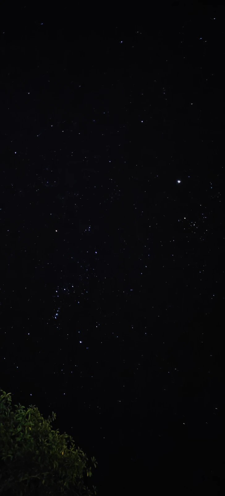 Dense field of stars in a dark sky, with the edge of a tree in the bottom corner