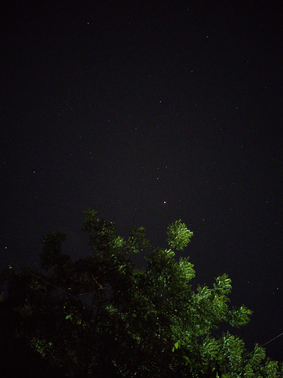 Scattered stars above tree leaves lit green by a nearby light